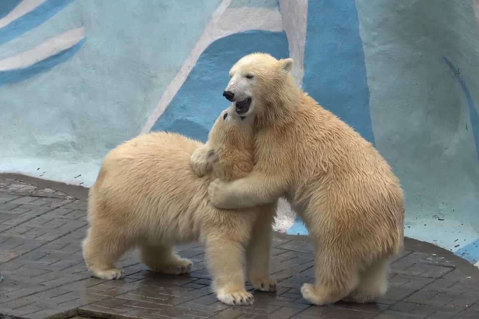 В Новосибирском зоопарке белые медвежата поссорились из-за дневного сна. Фото: Сергей Ильтяков