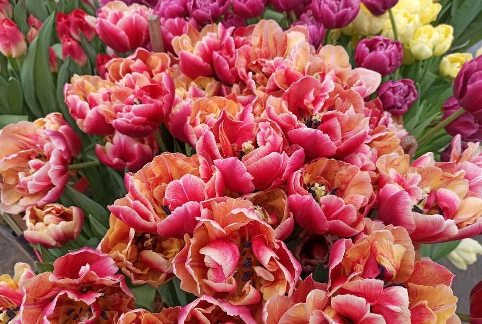 Наши поздравления долгожительнице.