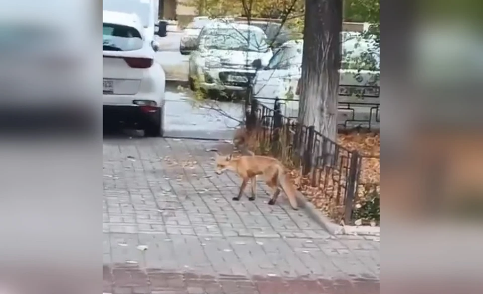 В том районе, где обнаружили больную лису, ввели карантин / Фото: vk.com/tlt_01