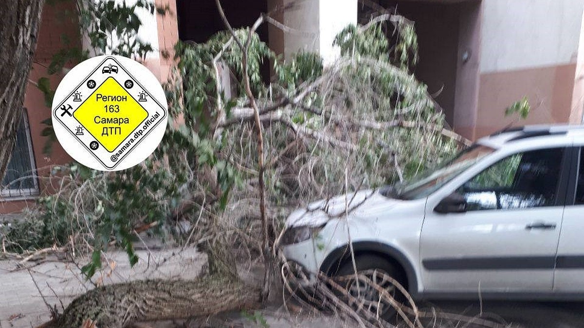 Сухое дерево упало на машину: что делать необходимо | ЦЕНТР ЭКОЛОГИЧЕСКИХ ЭКСПЕРТИЗ