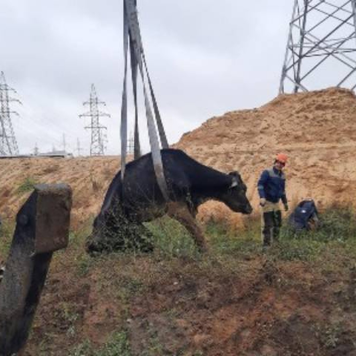 Утонула по шею: корову засосало в огромную яму с грязью в Нижегородской  области - KP.RU