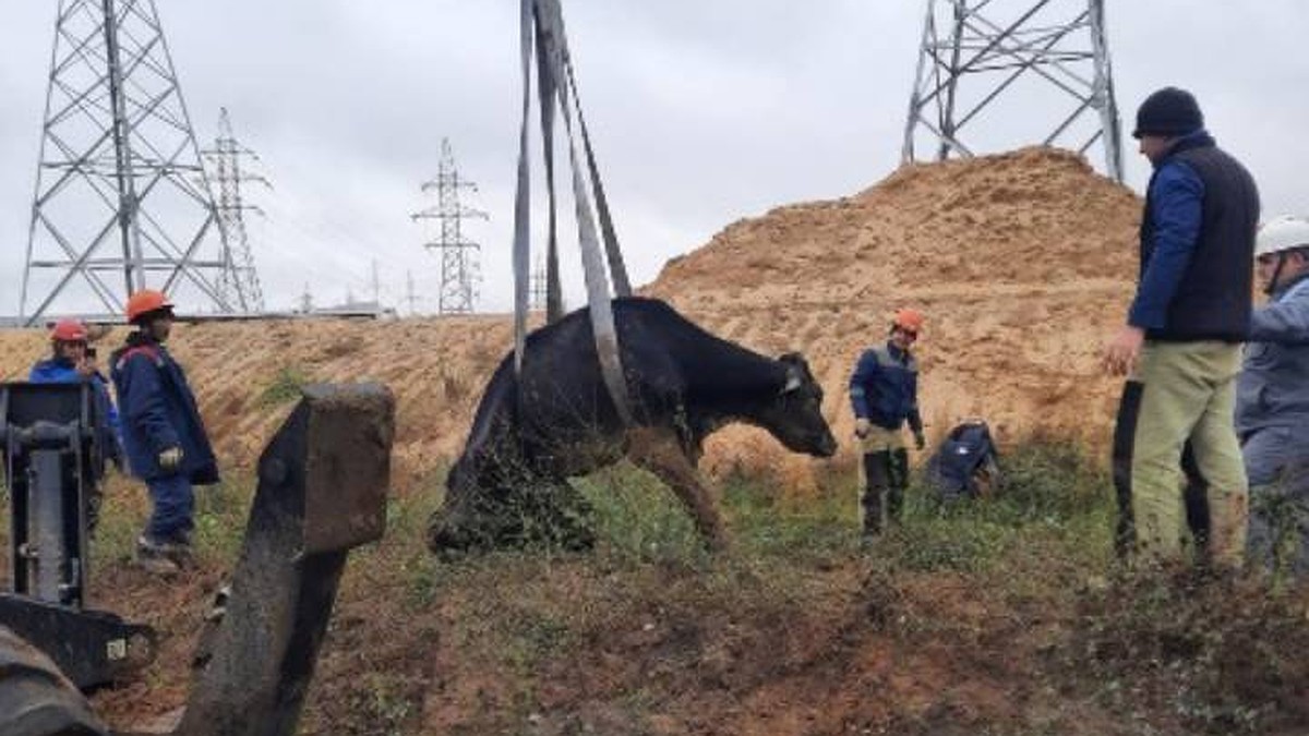 Утонула по шею: корову засосало в огромную яму с грязью в Нижегородской  области - KP.RU