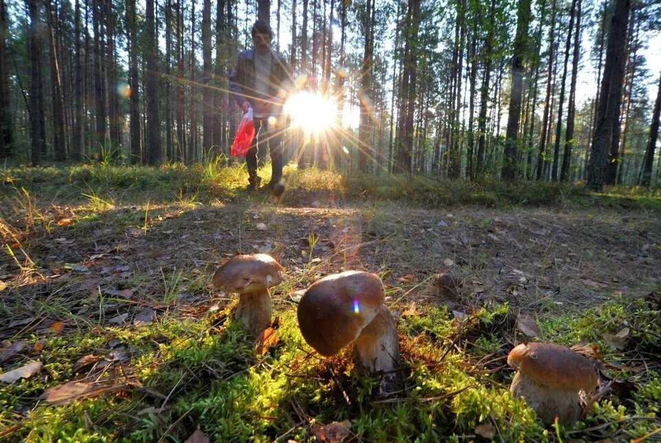 В России вступила в силу статья о штрафах за сбор грибов из Красной книги