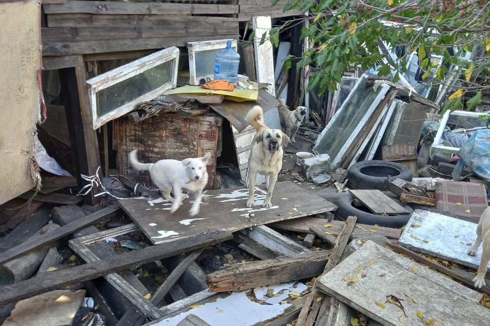 Волонтеры побывали в доме нижегородца, подозреваемого в собакоедстве. Фото: Лара Саплина, "Зоопатруль НН"