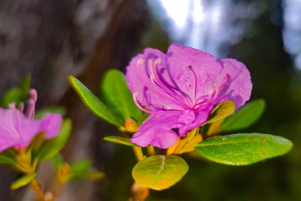 Вторичное цветение рододендрона. Фото: Воробьева Р.И., Клименко Т.В.