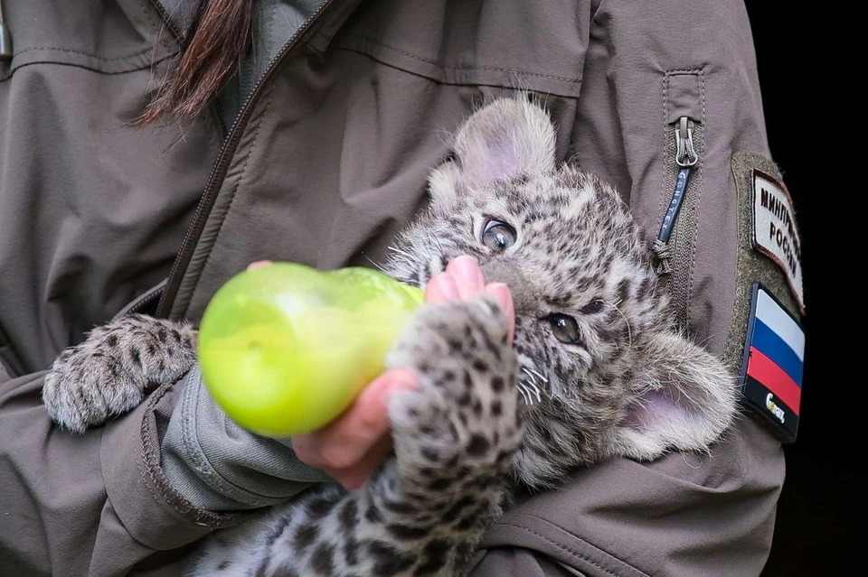 Малыша кормят из детских бутылочек. Фото: t.me/leopardcenter