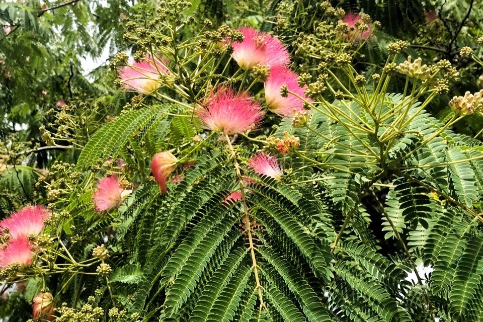 В Сочи озеленят три центральных улицы - KP.RU