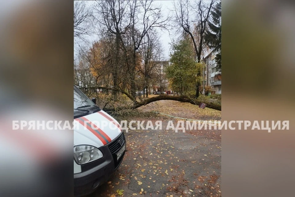 Фото: пресс-служба Брянской городской администрации.