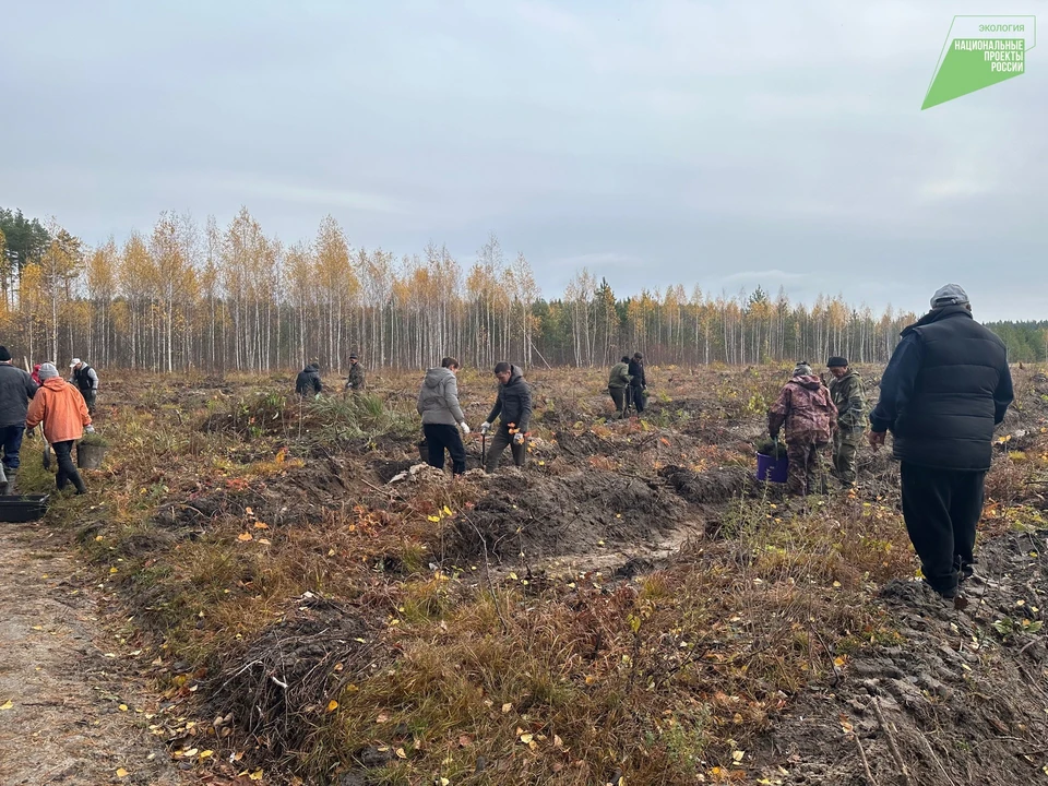 В Ульяновской области во время акции «Сохраним лес» высадили более 120 тысяч сеянцев сосны. Фото Минприроды Ульяновской области