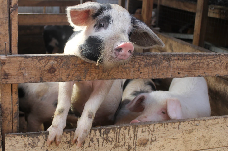 Африканскую чуму свиней выявили в районе области. Фото: архив "КП".