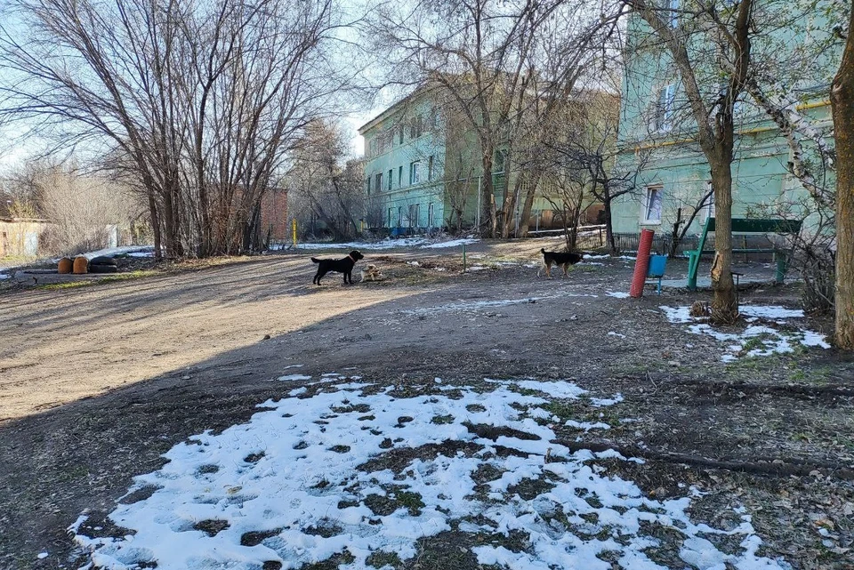 Мэр подчеркнул, что жизнь и здоровье одного ребенка важнее всех собак на свете