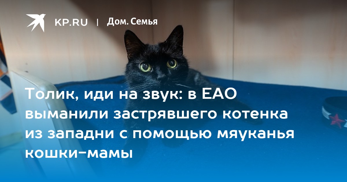 Толик, иди на звук: в ЕАО выманили застрявшего котенка из западни с помощью  мяуканья кошки-мамы - KP.RU