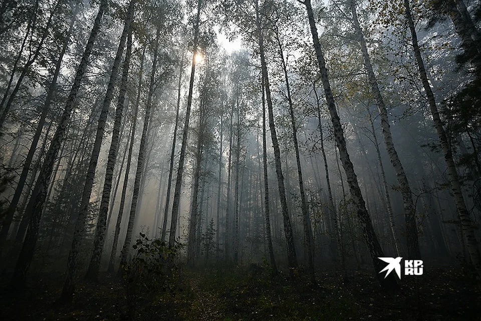 Леса на Урале в этом году горели несколько месяцев