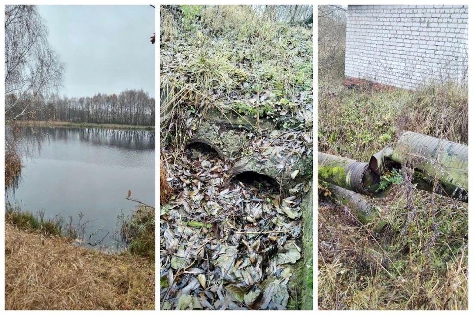 В Дубровском пруду под Рязанью произошла массовая гибель рыбы (предположительно, из-за загрязнения). Фото: Приокское межрегиональное управление Росприроднадзора.