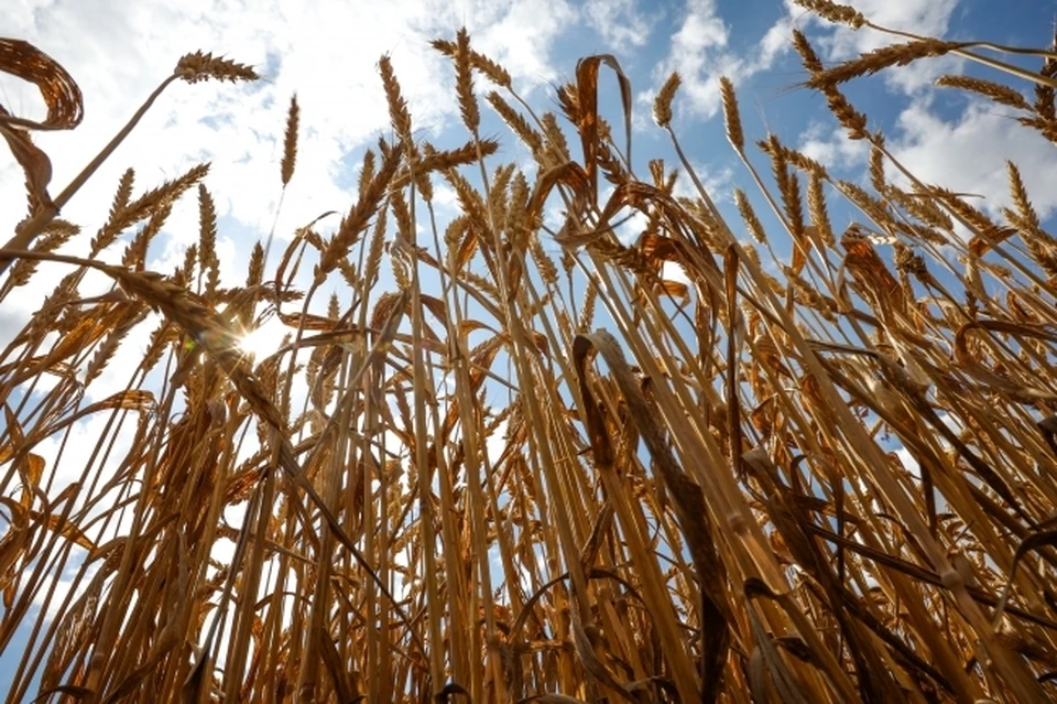 Из Новороссийска в Африку отправили 25 тысяч тонн пшеницы