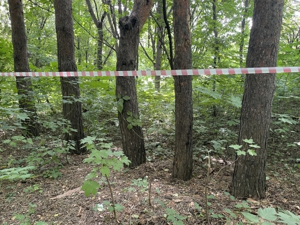 О причинах заболеваний деревьев в Ростове, рассказал ученый Антон Папков