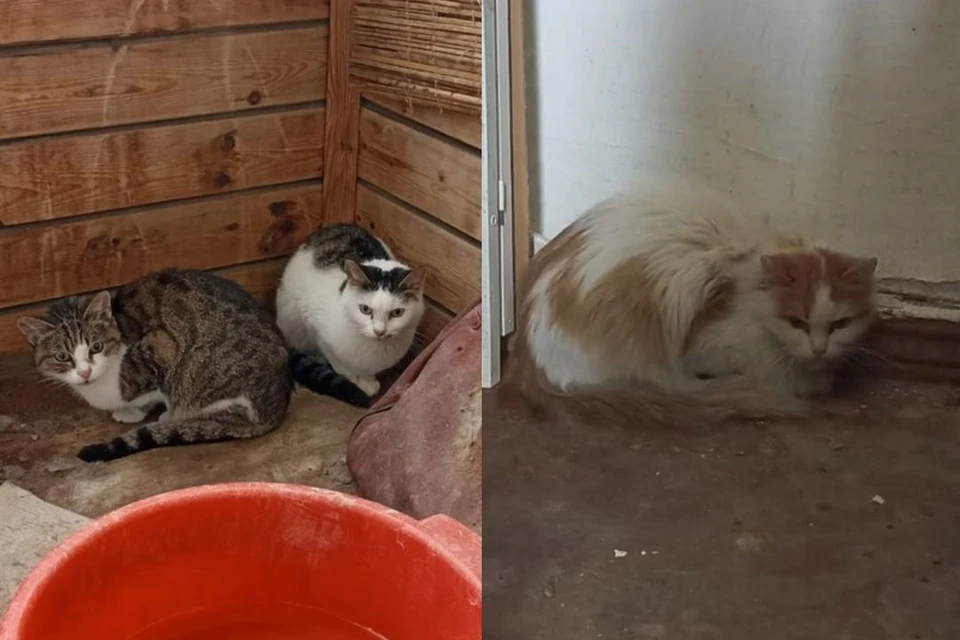 Во время выезда волонтеры обнаружил трех кошек. Фото: предоставлено Лизой Шерстнёвой.