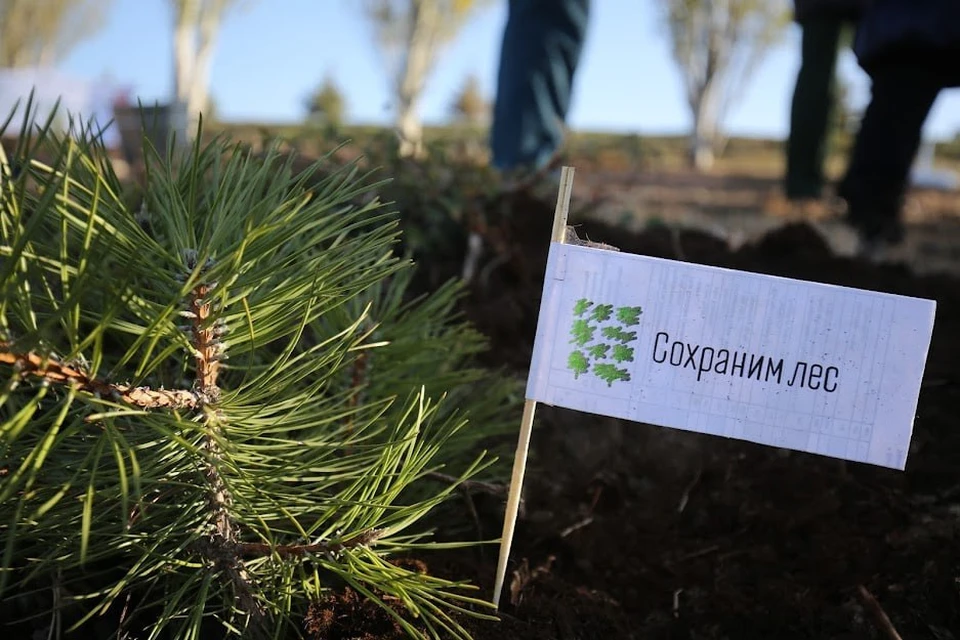 Деревья высадили в рамках акции «Сохраним лес». Фото: телеграм-канал правительства ЛНР
