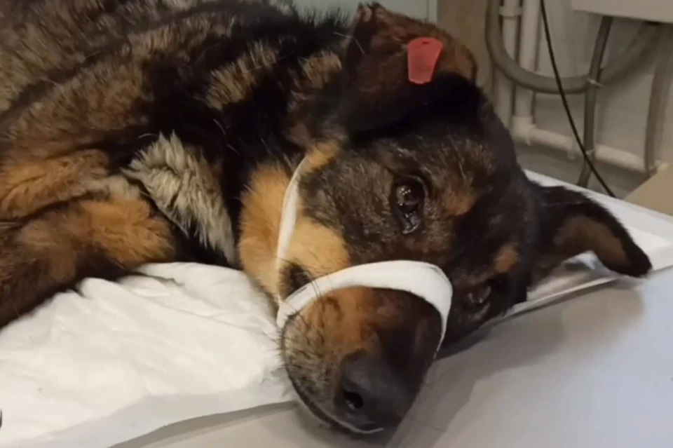 В ветгоспиталь Иркутска привезли собаку с шестью огнестрельными ранениями. Фото: Питомник собак К-9
