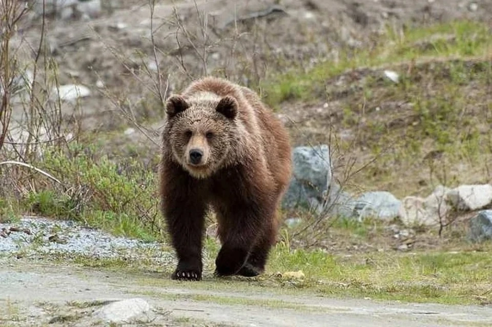 В Польше медведь нанес множественные рваные раны экоактивисту Фото: Федоров Артур/murmansk.kp.ru
