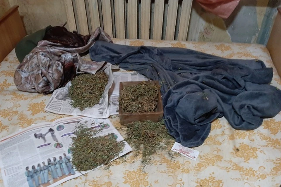 В Красном Луче полицейскими изъято 3 кг конопли. Фото - МВД ЛНР