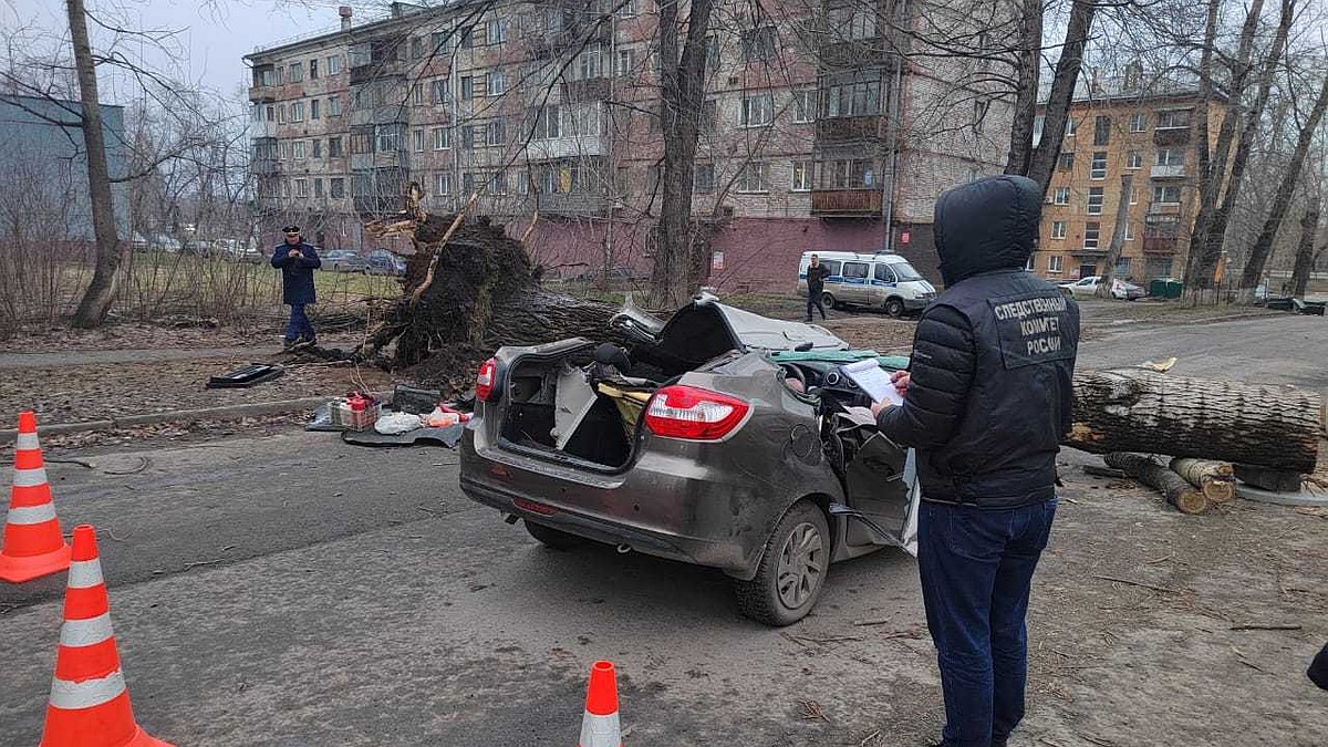 В Кузбассе вырванный ветром огромный тополь упал на машину и убил двух  человек - KP.RU