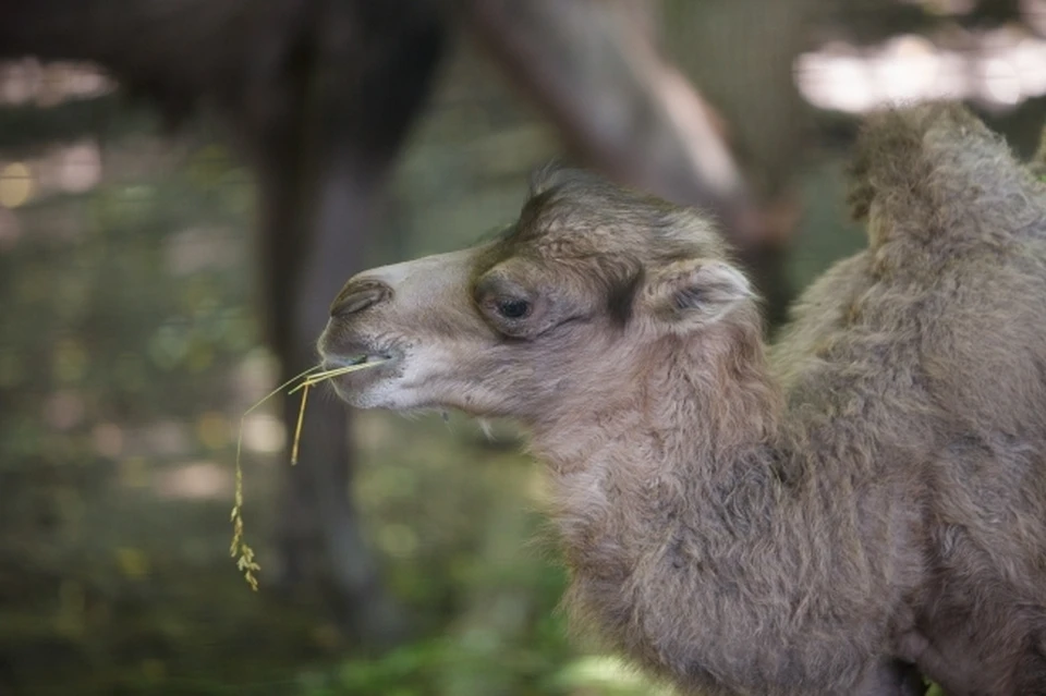 В зоопарке Ростова-на-Дону в семье верблюдов Майи и Шакито пополнение
