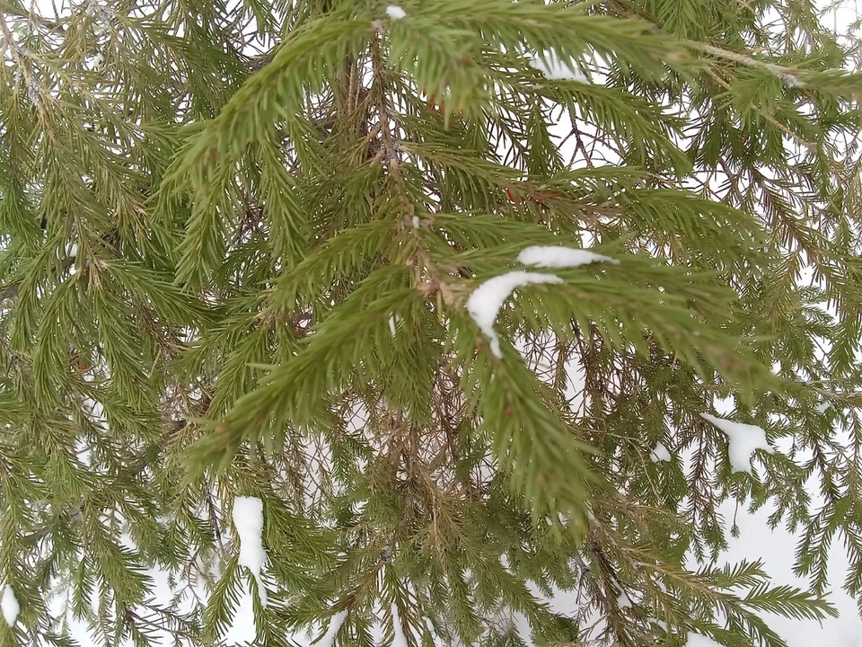 Погода на Ямале на 21 ноября