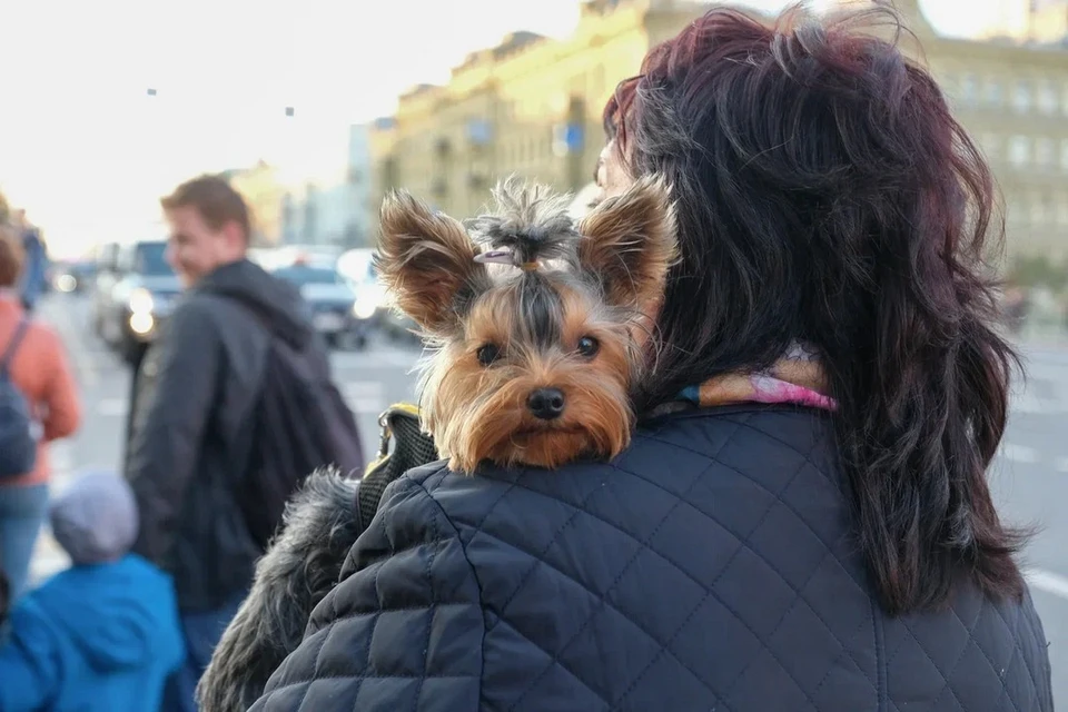 Петербурженка лишилась собаки из-за конфликта с пожилой матерью.
