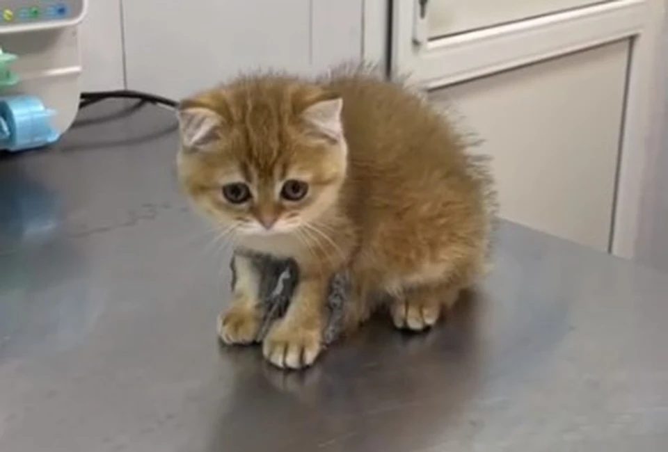 Котенку Люси - всего два месяца.