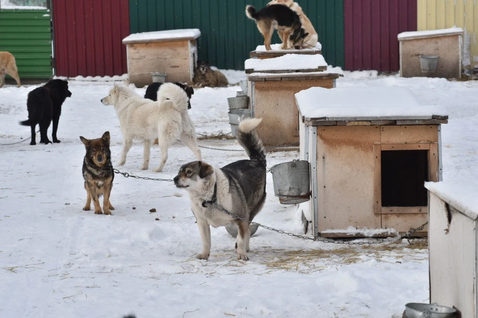 Фото Сергея Сапоцкого.