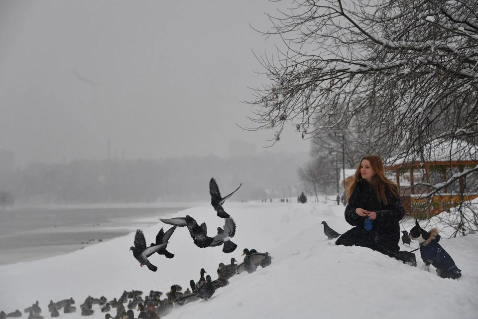 На московских природных территориях в разные периоды года можно встретить 270 видов птиц