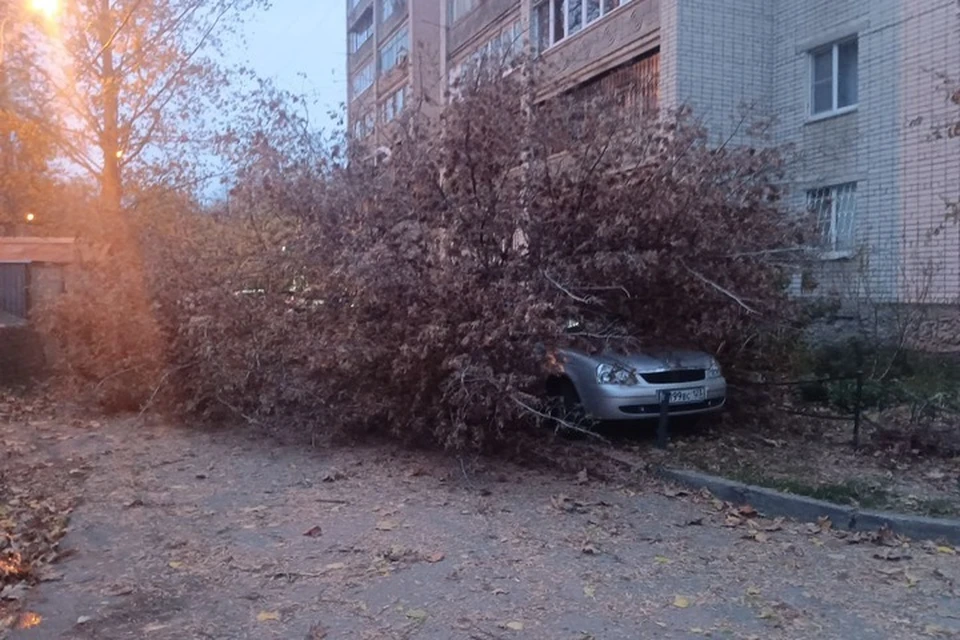 В Краснодаре деревья падают на парковки.
