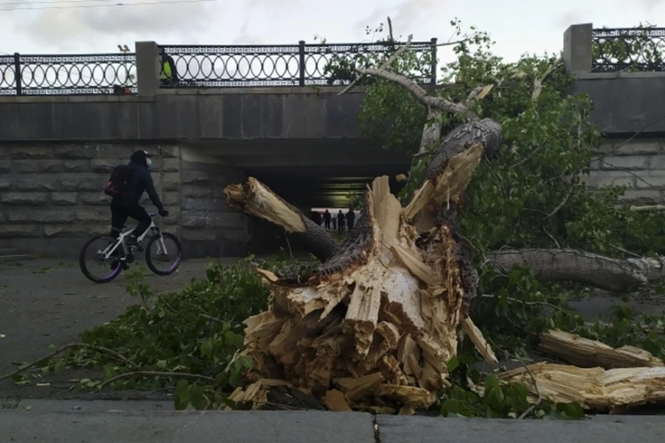 В Мелитополе шквальный ветер сносит деревья прямо на тротуар, где ходят пешеходы