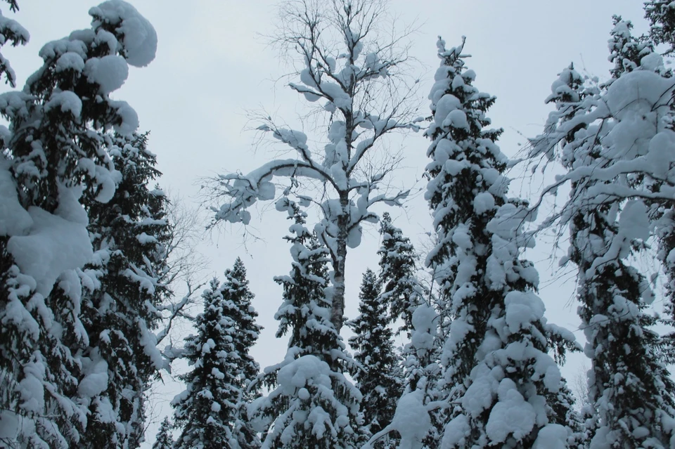 Сегодня в Коми день будет снежным. Фото: Екатерина Чернуха.