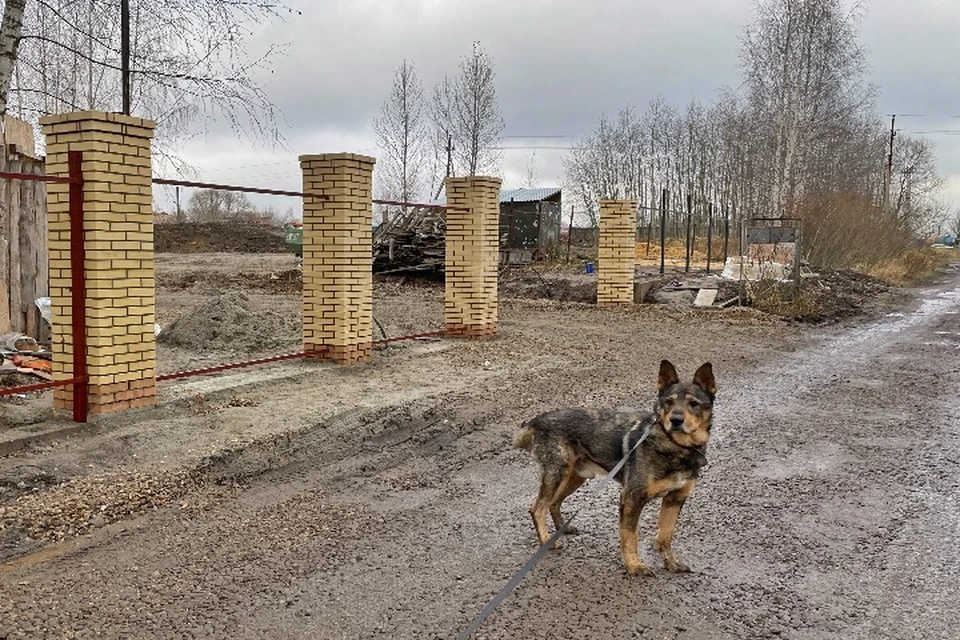 Состояние ярославского приюта «Вита» улучшилось за прошедший год. ФОТО: АНО "Верность"