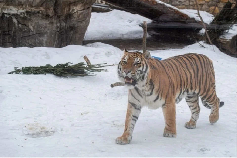 В Хабаровском крае тигр убил мужчину, который решил пойти по следам хищника