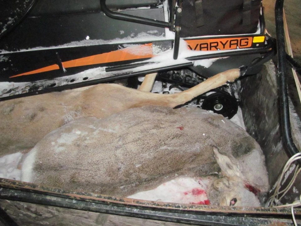 В Димитровграде ульяновские полицейские поймали браконьера с тушами двух косуль | ФОТО: УМВД России по Ульяновской области