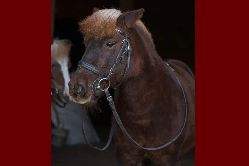 Зачем же лошадям дают смешные или нелепые клички? На снимке - Паровоз, сын Виталика. Фото: Любовь Похабова.