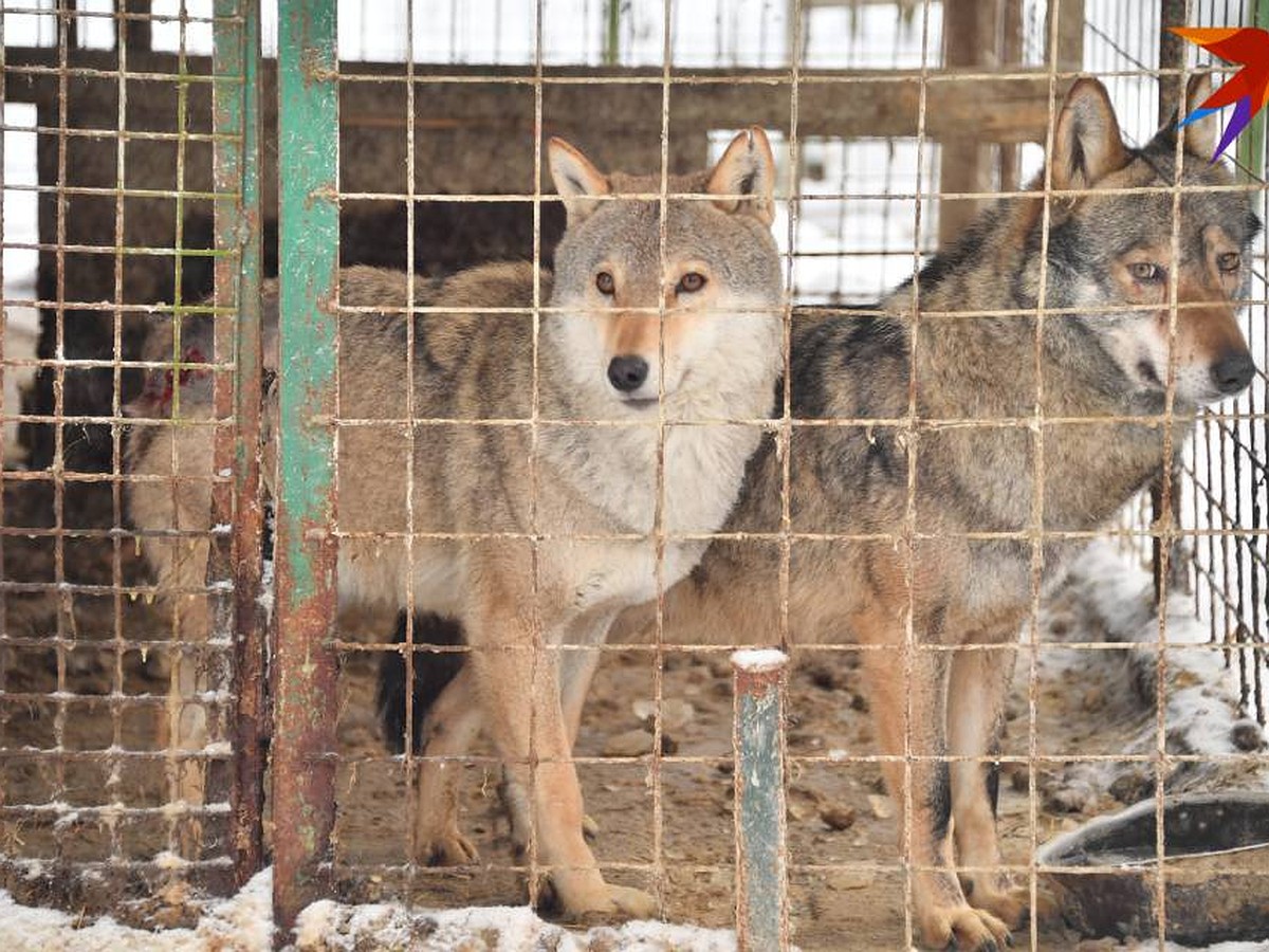 Не ходите ночью и не отпускайте детей на прогулку. В Мурманской области  охотоведы ищут волка - KP.RU