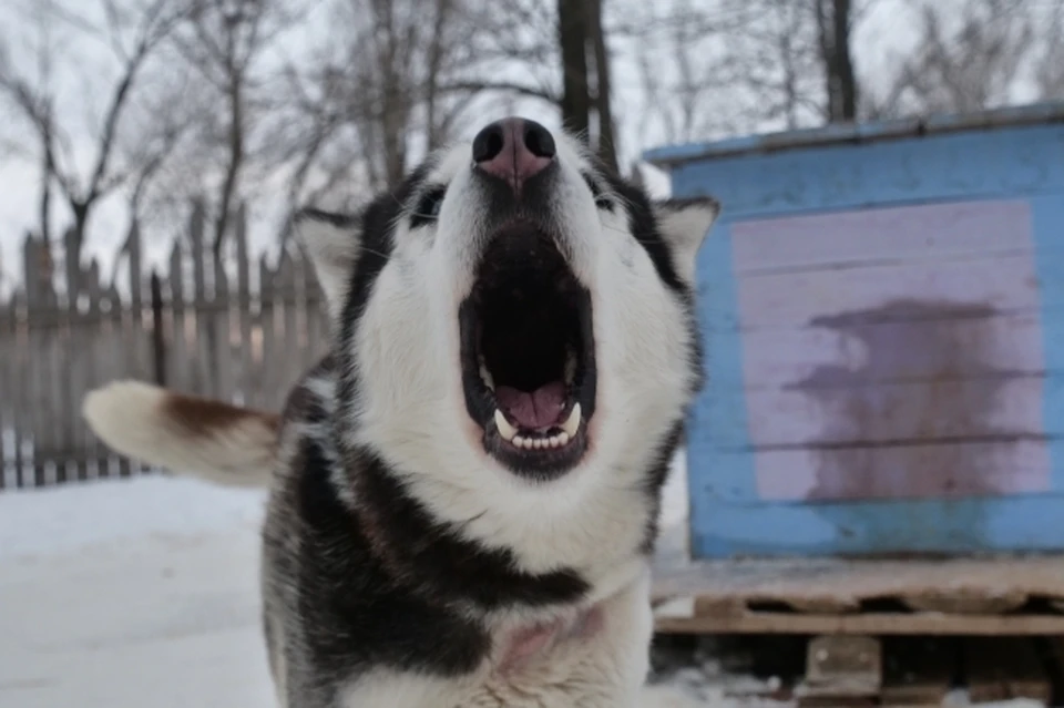 В Татарстане нередки случаи нападения собак на людей