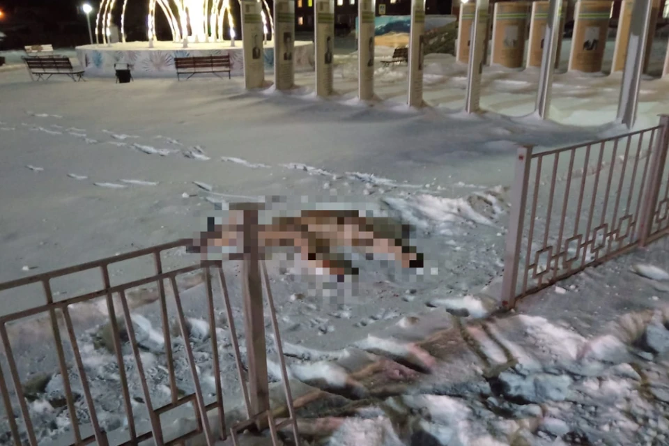 Одна из косуль сломала забор на вокале. Фото: Предоставлено очевидцем