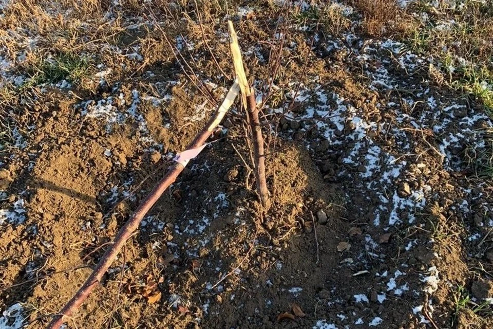 Неизвестные сломали 20 саженцев деревьев. Фото: ТГ "Южный нам нужный"
