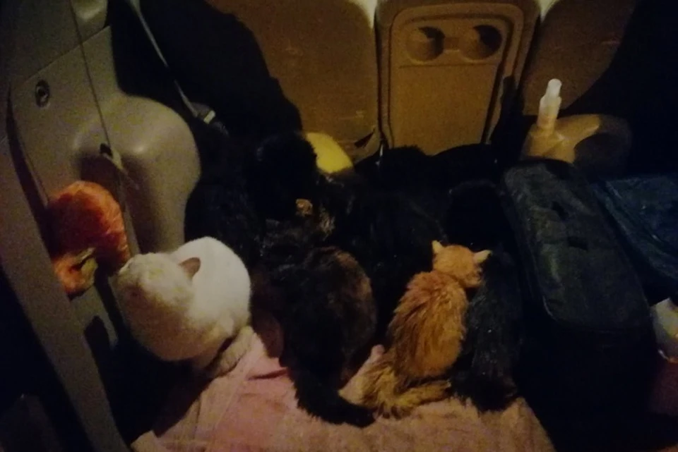 Всех кошек мужчина смог увезти в автомобиле. Фото: предоставлено героем публикации