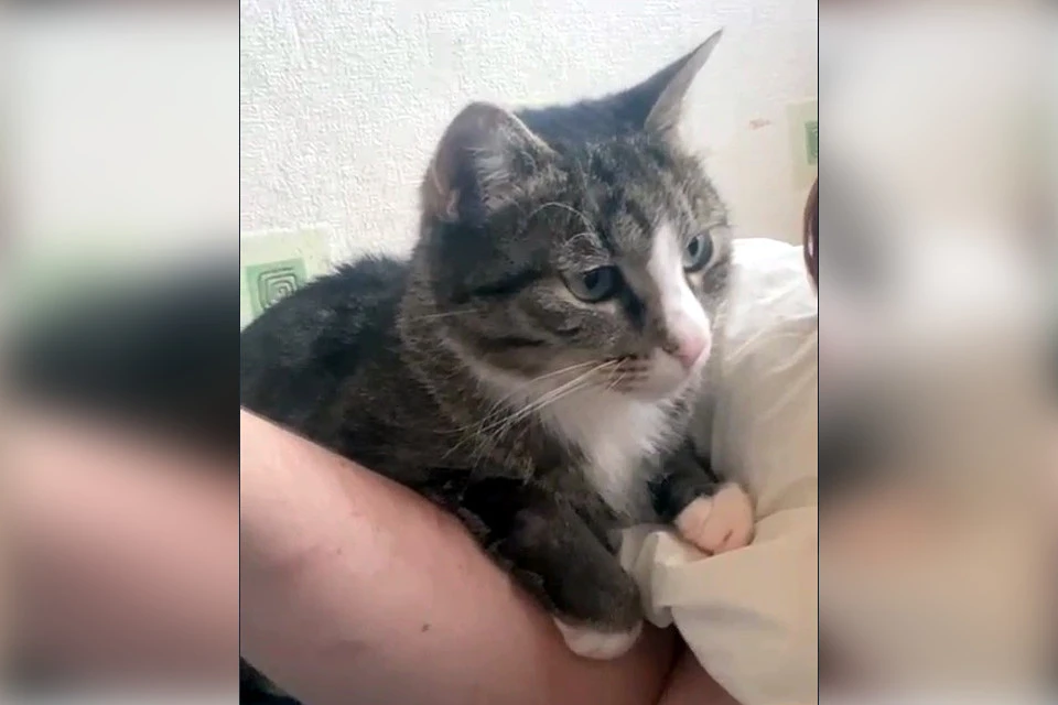 В интернете появилось милое видео с котом Гришей из Тверской области и  заботящейся о нем няней - KP.RU