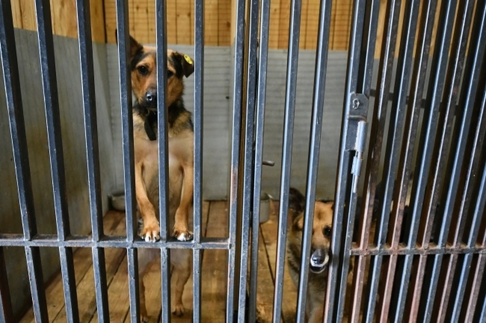 Срок передержки собак в Республике Алтай не будет превышать 11 дней. Фото: Алексей БУЛАТОВ