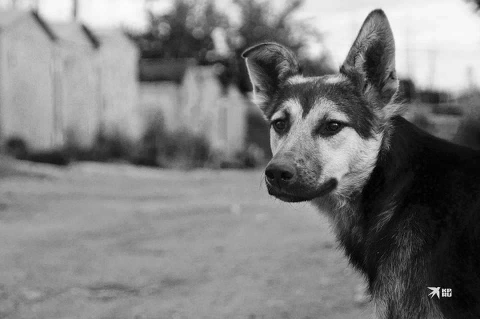 Инцидент произошел 28 сентября 2023 года возле бассейна «Нептун», откуда ребенок вышел с тренировки