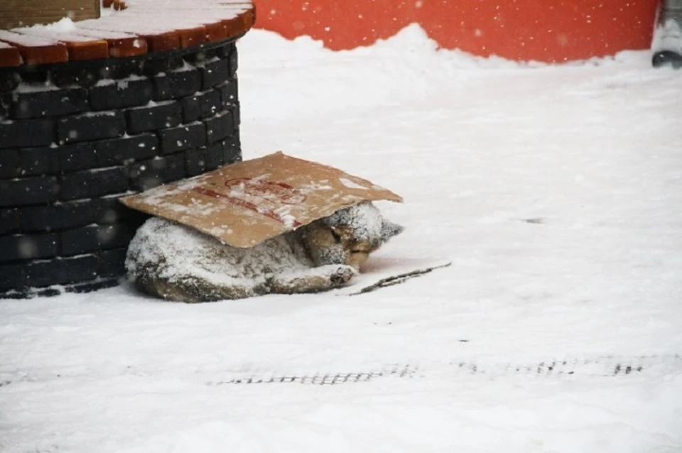 Снежный козлёнок ищет свою маму | Пикабу