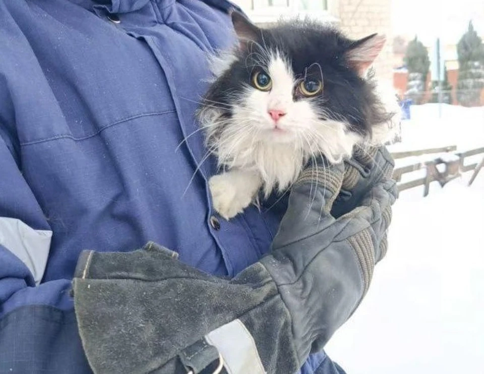 Ульяновские спасатели помогли кошке, которая 3 суток просидела на дереве высотой 12 метров. Фото Управление гражданской защиты города Ульяновска
