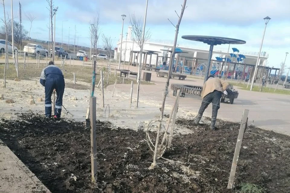 Бетонная смесь больше не навредит молодым деревьям Фото: телеграм-канал и.о. замгубернатора Севастополя Евгения Горлова